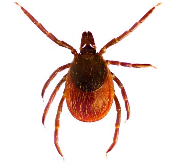 Ixodes ricinus sau căpușa comună